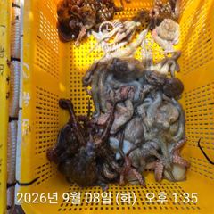 [사천] 문어 장원 23마리!