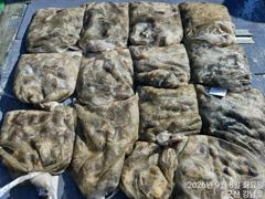 9월 8일 군산 강남호 쭈꾸미 망탱이 조황 (9일 수요일 쭈구미 에약가능합니다)