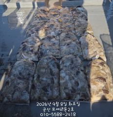 8일 쭈꾸미망탱이 조황~