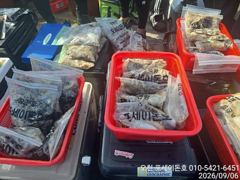 오늘의조황 - 9/6일 오천항 포세이돈호 쭈꾸미/갑오징어 출조조황 - 포세이돈호