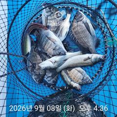 [사천] 삼천포 내만권 감성돔