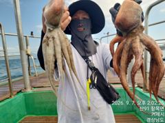 7일 돌문어kg중치들 마릿수많이 ~수.가능 사진