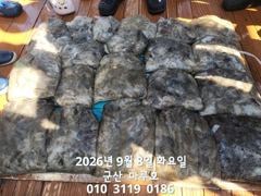 출조안내 - /////(부천_안양_의왕 경유) 오늘 군산쭈꾸미 대박조황 100~200수, 10(목)자리여유___12(토)군산문어 급3석___15(화),17(목)군산 쭈/문 자리여유___예약 ☎️ 010-3611-2672