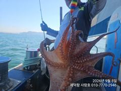 "여밭돌문어"125수 500g덩치들이~17수14수12수12수외 마릿수 팍~팍~^^(에약가능)