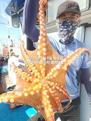 8일, 주간문어 210수 넘었다~장원이 17수, 전원 손맛~부쩍 커진 문어 굿굿~내일도 출조합니다~~~군산 챔피언호