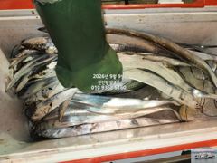 내만갈치)파다닥 갈치야 기다립니다~언능 도전하세요~