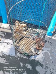 진해 명동만경호/돌문어 예약받습니다.