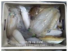 45분전 [여수,광양] <여수뉴피닉스호> 9월 9일 갈치조황입니다. 기상이좋아지는 11일(금)부터 자리있습니다. 010 7178 3800