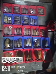 [팁런]일인,두자리수는 가뿐히,넘기고(금,토출항예약중)