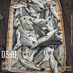 [고성] 병산 9/9 감성돔 마리수 농어 마리수 선외기흘림조황~~ 사진