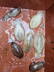 9/9일 주꾸미조황입니다 사진