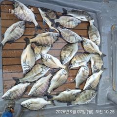 [마산] 해상월1ᆢ감성돔 조황임니다 !!