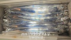 [진해] 9일 입항 내만갈치 루어에 미친듯이 올라오네요!! 손마 하게 보…