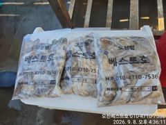 오늘의조황 - 9/8일 오천베스트호 쭈/갑오징어 출조조황 - 포세이돈호