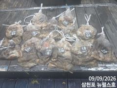 삼천포 뉴펄스호 쭈꾸미 연일 호황