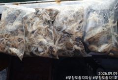 쭈꾸미 조황 제대로 살아납니다! 물때 좋은 다음주 자리 여유있습니다! 함께하시죠!!