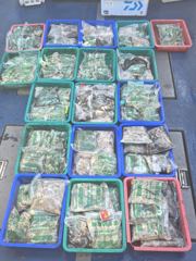 쭈.갑 먹물조황+ - 군산 먹깨비호 쭈꾸미 조황
