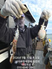 대호피싱호 사리물때도 쭈꾸미는 잘 나와요