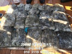 출조안내 - 아이비호/금토일 주말 황제낚시!!먼바다 대갈치 긴급출동!!자리여유~