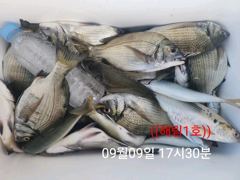 (南)남해조황 - ((해림1호))내만권 감성돔.갈치.전어~