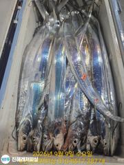 내만칼치ㅡ끝없는 피딩에 엄청나게 올라옵니다 (오늘 예약가능)