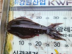 경동레저(신광) 선외기낚시 무늬오징어 실시간 영상