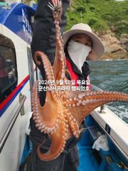 10일, 주간문어 가을시즌 싸이즈 굿,마릿수~~부쩍 커진 문어 굿~실시간~내일도 출조합니다~군산 챔피언호