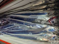갈치 터졌다~~ 먼바다 출조모집 합니다