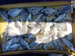 [고성] 고성내만 가을 감시 흘림 37외 90여수 자리여유 사진