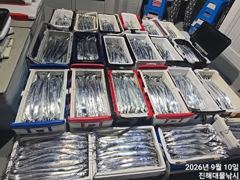 [진해] 우~~와,10일새벽,씨알큰칼치어마어마하게 미친피딩역대급 초초대박…