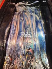 (南)남해조황 - 내만갈치)터져버렸습니다.억시리 나오네요~ 요즘갈치도 비쌉니다.