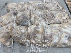 군산 대호피싱 쭈꾸미 대박 11분 모시고 사리 물때도 상관없이 잘 나와요