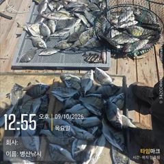 [고성] 병산 9/10 감성돔 농어 엄청마리수 선상배 &선외기흘림조황…