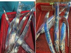 갈치한치조황++ - [최남단 나로도 출항]『꽁치썰어제공』대갈치 평균3지!!, 일욜부터 자리여유 [초대형신조선! 최단거리! 김선장 010.4848.0776]