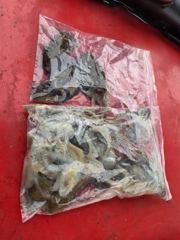 [시간낚시]9월10일인천배낚시덕적호쭈갑조황사진