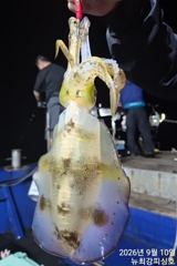 고구매~ 무시까지 손맛 중!!! 내일도 출동합니다!!! 사진