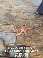 통영 금정호 아침부터 문어가 쫙쫙 붙습니다 내일,일요일 자리있어요