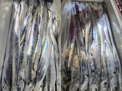 [ 진도보디가드호 ] ==>> 심선장 ==>> 왕갈치 조황입니다. << 9/11(금), 12(토), 13(일) ,14(월), 15(화),16(수) .......쭉~~~ 자리여유 많이 있습니다. >>