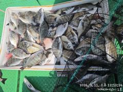 찌낚시조황 - (감성돔)찌맛 쏙쏙 연일 중치급들 당찬 손맛 대어선외기(11일 예약)