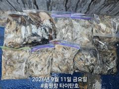 오늘의조황 - 9/11 홍원항 타이탄호 쭈꾸미 조황 - 홍원낚시프라자,배,선상낚시 전문