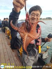 (東)동해조황 - 주간 대삼치 폭발적 입질~~야간 무늬오징어 제법 올라오네요