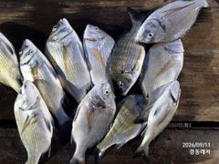 경동레저(신광) 선외기낚시 흘림찌낚시 감성돔 무늬오징어 조과 사진