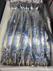 우~~와,씨알큰칼치너무너무많아 퍼담고역대급 초초대박~일,월,화욜예약가능~ 사진