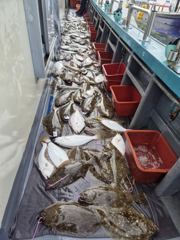 광어조황 글만 보기 사진