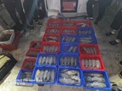 (거제온누리피싱)9월11일 팁런 무늬오징어 조황 사진