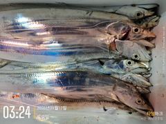 [진해] 먼바다 갈치 텐빈 태풍 가고 왕갈치 오고! 입질 퍽퍽! 일 월 … 사진