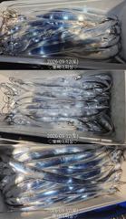 [진해] "준내만갈치&내만갈치"밤새피딩!!루어1타1피~던지면 입질퍽퍽~!…