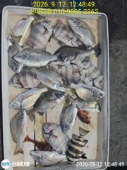 신지 신바다호 뺀지 올라옵니다 사진