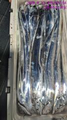 [고흥,녹동] 먼바다갈치 씨알이 극과극
