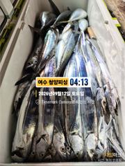 [여수,광양] 여수 청양피싱 9월12일 입항조황 사진